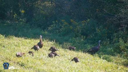 Pennsylvania Elk Live Webcam - Sep 7, 2026, 11:48am EDT