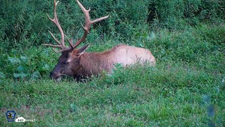 Pennsylvania Elk Live Webcam - Aug 27, 2026, 6:49pm EDT