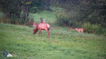 Pennsylvania Elk Live Webcam - Aug 9, 2026, 8:15pm EDT