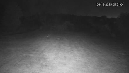 Pennsylvania Elk Live Webcam - Sep 18, 2025, 5:51am EDT