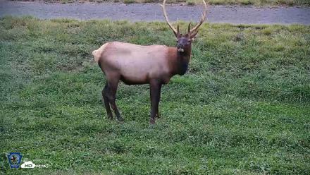 Pennsylvania Elk Live Webcam - Sep 9, 2026, 7:35pm EDT