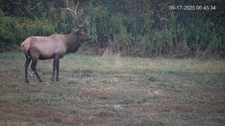 Pennsylvania Elk Live Webcam - Sep 17, 2025, 6:46am EDT
