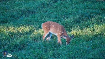 Pennsylvania Elk Live Webcam - Sep 5, 2026, 6:45pm EDT