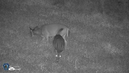 Pennsylvania Elk Live Webcam - Oct 2, 2026, 11:49pm EDT
