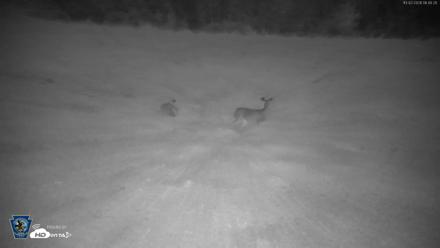 Pennsylvania Elk Live Webcam - Oct 2, 2026, 6:41am EDT