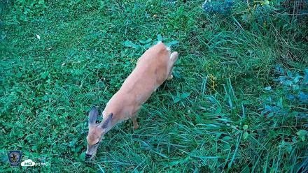 Pennsylvania Elk Live Webcam - Sep 28, 2026, 5:30pm EDT