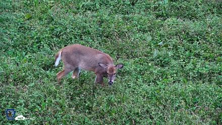 Pennsylvania Elk Live Webcam - Sep 28, 2026, 5:24pm EDT