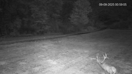 Pennsylvania Elk Live Webcam - Sep 9, 2025, 12:59am EDT
