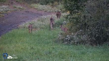 Pennsylvania Elk Live Webcam - Sep 28, 2026, 7:03pm EDT