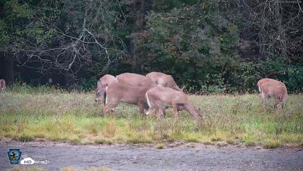 Pennsylvania Elk Live Webcam - Sep 29, 2026, 6:12pm EDT