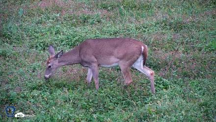 Pennsylvania Elk Live Webcam - Sep 30, 2026, 5:52pm EDT
