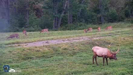 Pennsylvania Elk Live Webcam - Sep 8, 2026, 7:23pm EDT