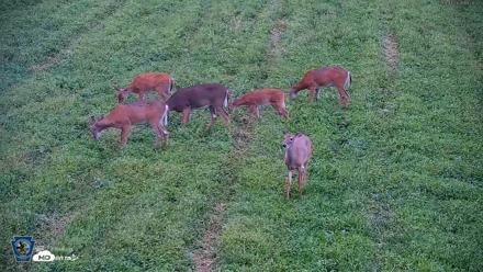 Pennsylvania Elk Live Webcam - Sep 4, 2026, 7:21pm EDT