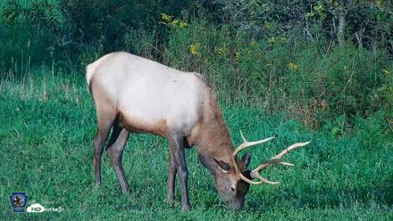 Pennsylvania Elk Live Webcam - Sep 8, 2026, 6:23pm EDT