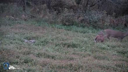 Pennsylvania Elk Live Webcam - Oct 2, 2026, 6:54am EDT