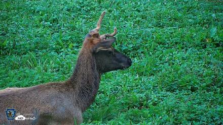 Pennsylvania Elk Live Webcam - Aug 6, 2026, 7:46am EDT