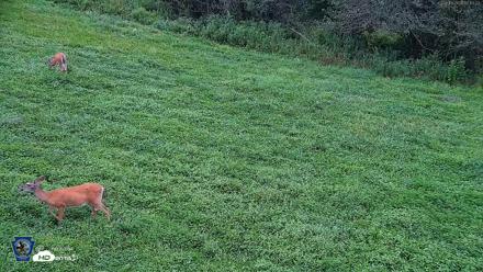 Pennsylvania Elk Live Webcam - Aug 16, 2026, 7:14am EDT
