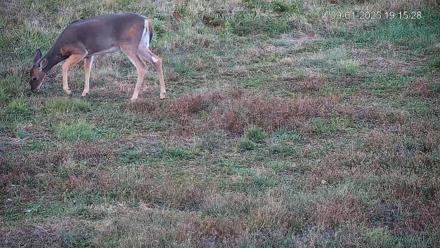 Pennsylvania Elk Live Webcam - Sep 1, 2025, 7:16pm EDT