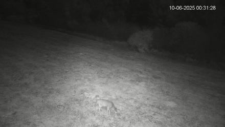 Pennsylvania Elk Live Webcam - Oct 6, 2025, 12:32am EDT