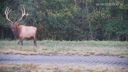 Pennsylvania Elk Live Webcam - Sep 9, 2025, 7:13pm EDT