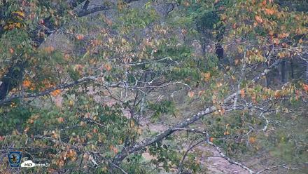 Pennsylvania Elk Live Webcam - Sep 30, 2026, 1:30pm EDT