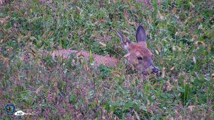 Pennsylvania Elk Live Webcam - Sep 27, 2026, 3:48pm EDT
