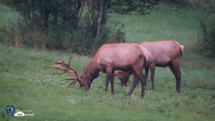 Pennsylvania Elk Live Webcam - Aug 8, 2026, 8:31pm EDT