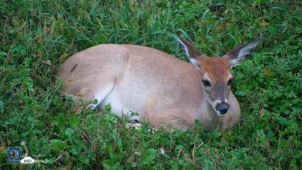 Pennsylvania Elk Live Webcam - Oct 1, 2026, 6:05pm EDT