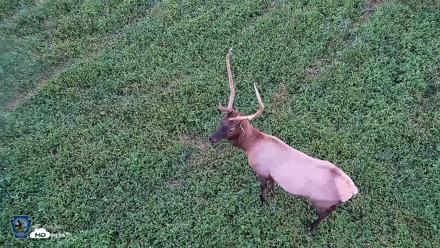 Pennsylvania Elk Live Webcam - Sep 6, 2026, 7:44pm EDT