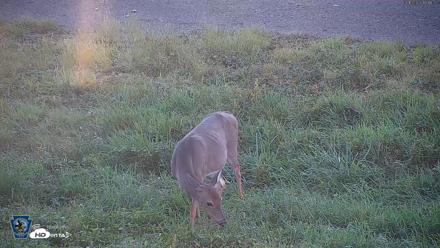 Pennsylvania Elk Live Webcam - Sep 10, 2026, 6:12pm EDT