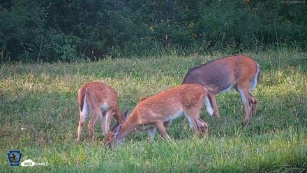 Pennsylvania Elk Live Webcam - Sep 7, 2026, 6:13pm EDT