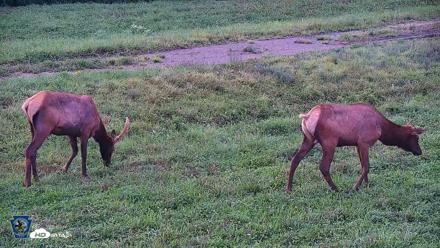 Pennsylvania Elk Live Webcam - Aug 6, 2026, 7:31pm EDT