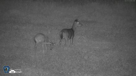 Pennsylvania Elk Live Webcam - Sep 28, 2026, 7:30pm EDT