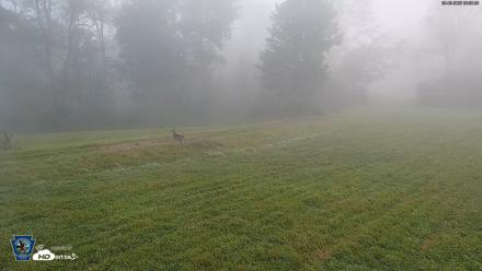 Pennsylvania Elk Live Webcam - Sep 8, 2026, 6:56am EDT