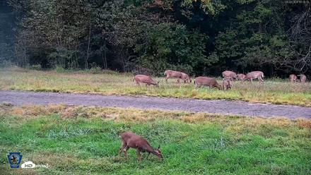 Pennsylvania Elk Live Webcam - Sep 29, 2026, 6:10pm EDT