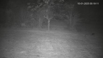 Pennsylvania Elk Live Webcam - Oct 1, 2025, 12:19am EDT