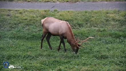 Pennsylvania Elk Live Webcam - Sep 9, 2026, 7:40pm EDT
