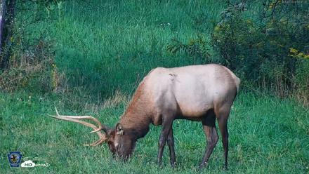 Pennsylvania Elk Live Webcam - Sep 8, 2026, 6:18pm EDT
