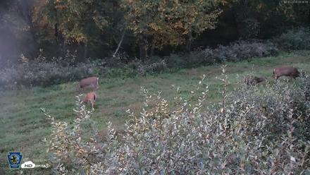 Pennsylvania Elk Live Webcam - Oct 2, 2026, 6:57am EDT