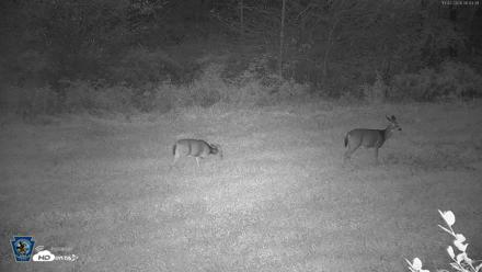 Pennsylvania Elk Live Webcam - Oct 2, 2026, 6:44am EDT