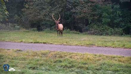 Pennsylvania Elk Live Webcam - Sep 9, 2026, 7:09pm EDT