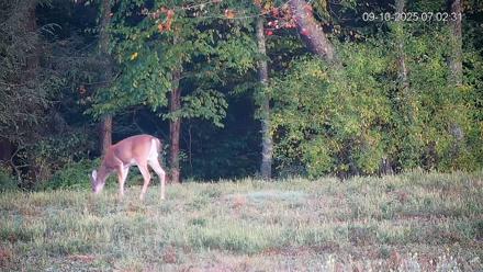 Pennsylvania Elk Live Webcam - Sep 10, 2025, 7:03am EDT