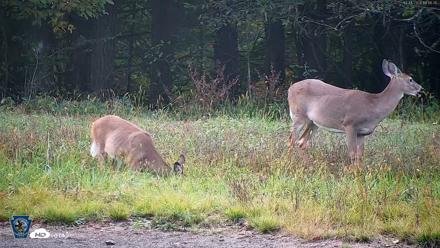 Pennsylvania Elk Live Webcam - Oct 1, 2026, 6:17pm EDT