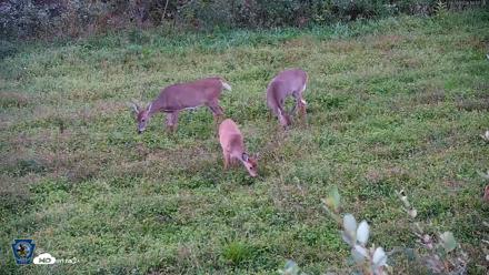 Pennsylvania Elk Live Webcam - Sep 26, 2026, 6:58pm EDT