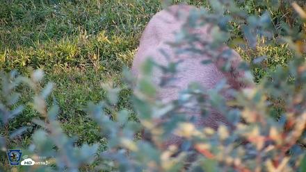 Pennsylvania Elk Live Webcam - Sep 6, 2026, 6:38pm EDT