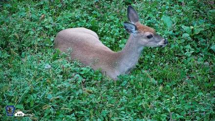 Pennsylvania Elk Live Webcam - Oct 2, 2026, 5:30pm EDT