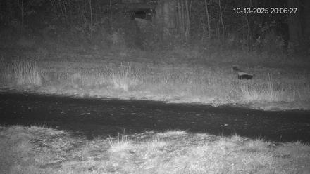 Pennsylvania Elk Live Webcam - Oct 13, 2025, 8:07pm EDT