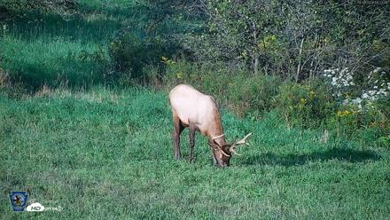 Pennsylvania Elk Live Webcam - Sep 8, 2026, 6:24pm EDT