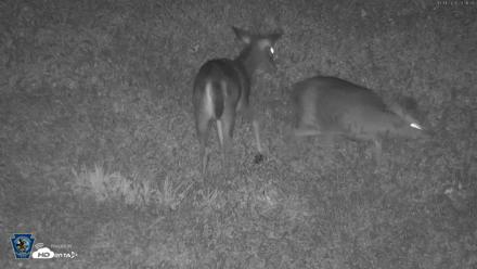 Pennsylvania Elk Live Webcam - Oct 1, 2026, 11:33pm EDT