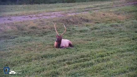 Pennsylvania Elk Live Webcam - Sep 8, 2026, 7:41pm EDT